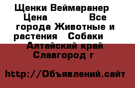 Щенки Веймаранер › Цена ­ 40 000 - Все города Животные и растения » Собаки   . Алтайский край,Славгород г.